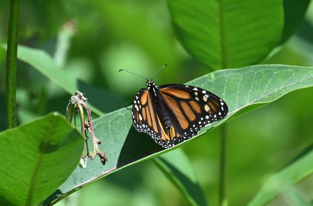 2025-07229820 Wachusett Meadow, MA.JPG - Monarch Butterfly. Wachusett Meadow Wildlife Sanctuary, MA, 7-22-2025
